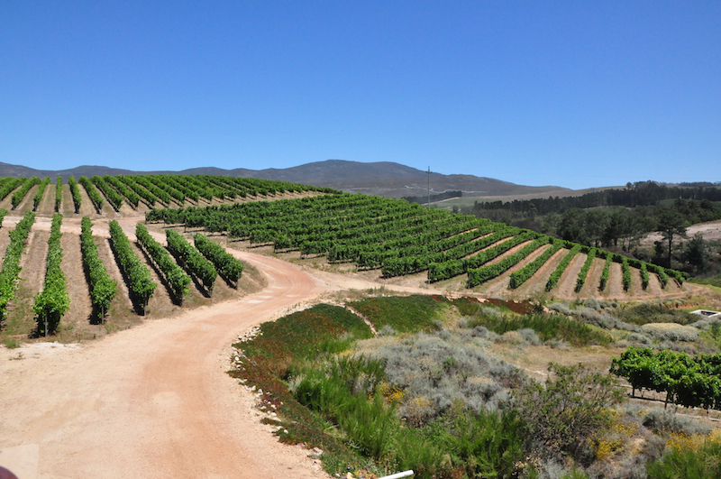 Melanie Heinrich Travel images Capetown -Shark diving Africa